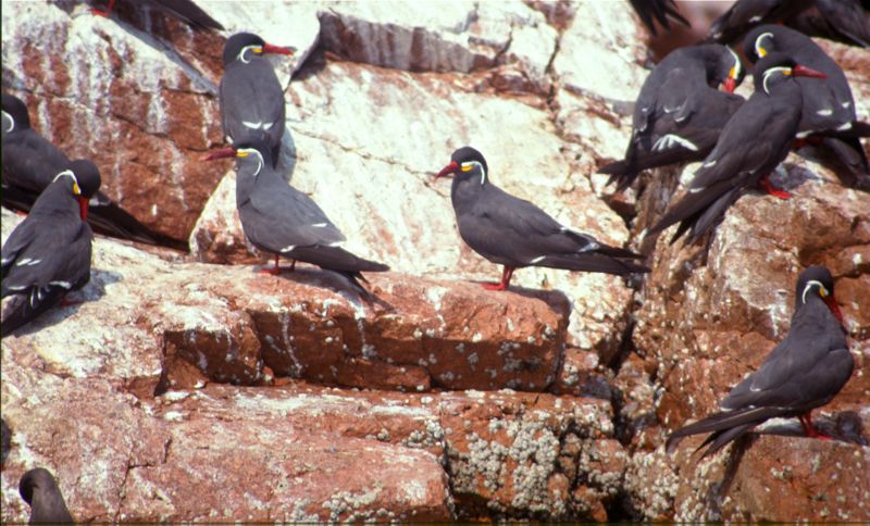 Inca Terns at Islas Ballestas
