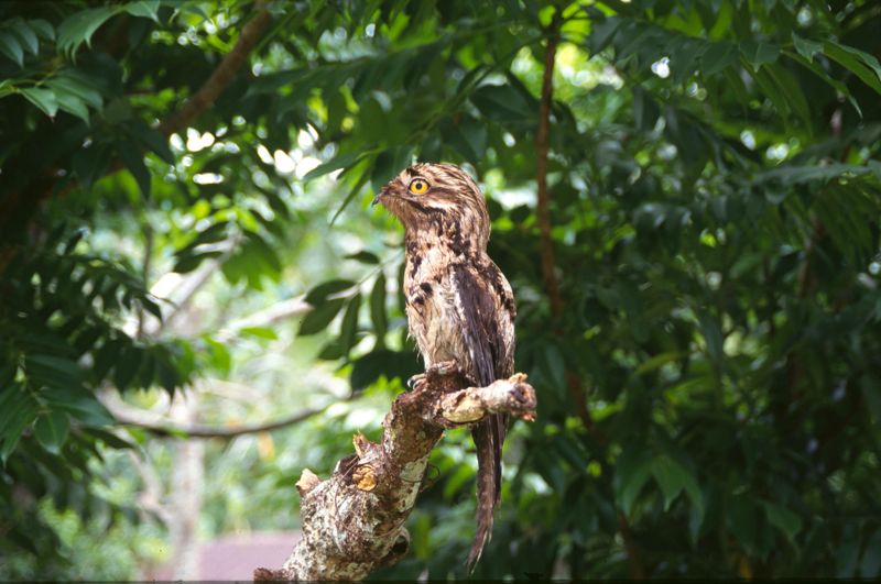 Common Potoo, Hacienda Amazonia