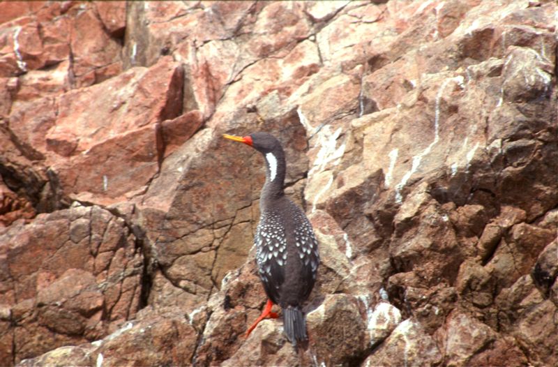 Red-legged Cormorant at Islas Ballestas