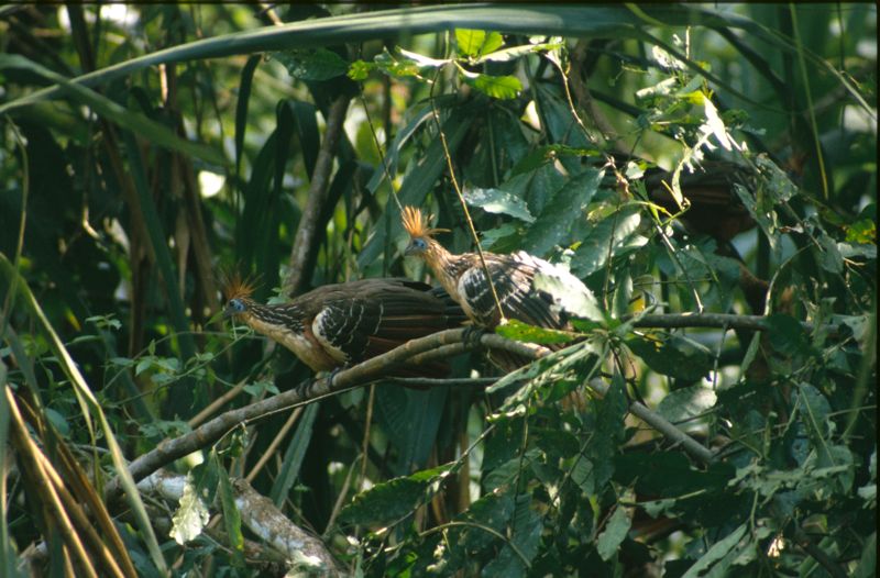 Hoatzin, Hacienda Amazonia