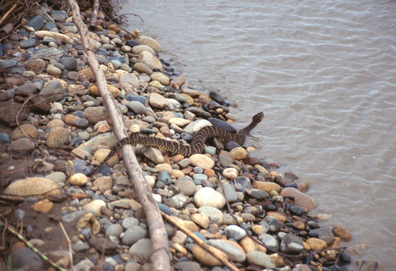 Bushmaster, Rio Alto Madre de Dios