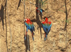 Blanquillo Macaw Clay Lick: Red-and-green Macaw