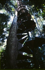Manu Wildlife Center, canopy platform