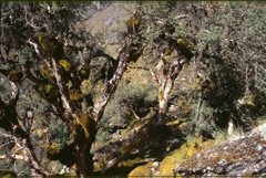 Polylepis forest at Abra Malaga [4200 m]