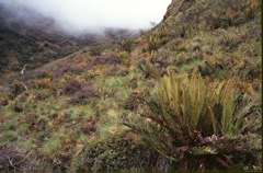 Valley north of Abra Malaga, elfin forest with Cycas [ca 3800 m]