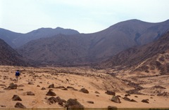 Lomas de Lachay [550 m]