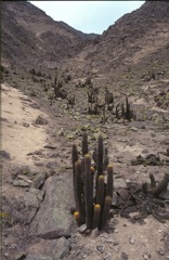 Lomas de Lachay, xerophytic vegetation with cactuses