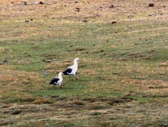 Andean Goos at Milloc Bog [4700 m]