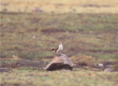 Royal Cinclodes at Milloc Bog [4700 m]