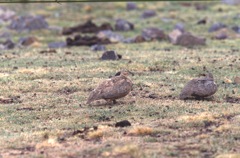 Rufous-breasted Seedsnipe at Milloc Bog [4700 m]