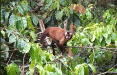 Brown Capuchin Monkey, Manu Rd