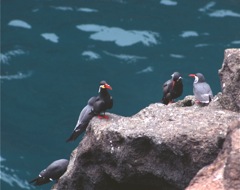 Inca Tern, Pucusana