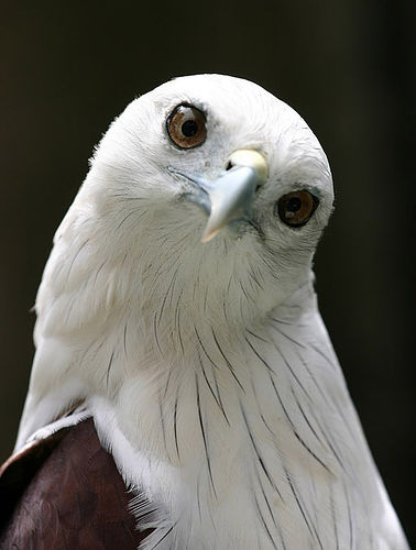 eagle1.jpg
