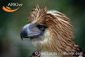 Eagle photo